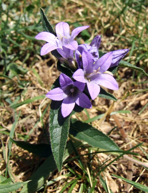 campanula glomerata